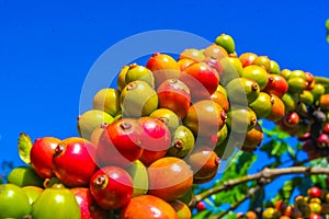 Ripe fruit on the coffee plantations in the province