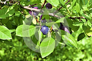 Ripe fruit of a domestic plum on the branches of a tree photo