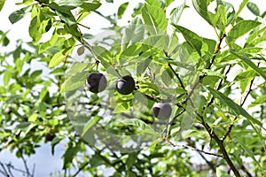 Ripe fruit of a domestic plum on the branches of a tree photo