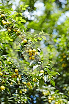 Ripe fruit among the green leaves in the summer garden in rays of sunlight in nature