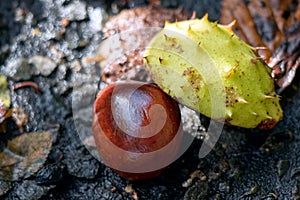 Ripe fruit of the Horse Chestnut tree called a conker on the ground