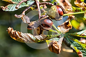 Ripe fruit of the Horse Chestnut tree commonly called conkers