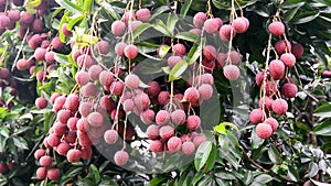 Ripe fruit lychees hanging on branches