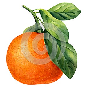 Ripe fruit orange on an isolated white background, watercolor botanical painting