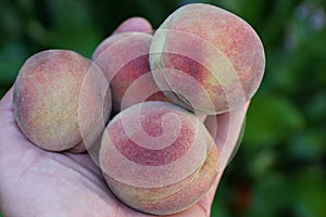 Ripe fruit peaches on the palm of the hand