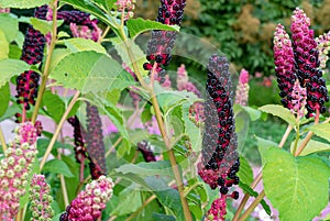 Ripe fruit of Phytolacca Americana or Pokeweed is a medicinal plant with anti-asthma, antifungal, expectorant, antibacterial