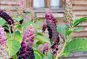 Ripe fruit of Phytolacca Americana or Pokeweed is a medicinal plant with anti-asthma, antifungal, expectorant, antibacterial