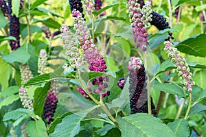 Ripe fruit of Phytolacca Americana or Pokeweed is a medicinal plant with anti-asthma, antifungal, expectorant, antibacterial