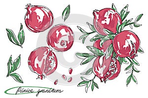 Ripe fruit of pomegranate on a branch is isolated on a white background. Vector illustration of pomegranate with leaves. Sketch