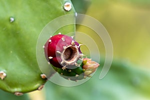 Ripe fruit of Prickly pear cactus or Opuntia Ficus-Indica