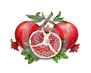 Ripe fruit of red pomegranate on a branch is isolated on a white background. Watercolor illustration of pomegranate and green