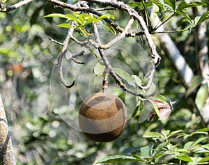 A ripe fruit is seen hanging from a Provision Tree, Pachira aquatica, in a dense forest in Mexico