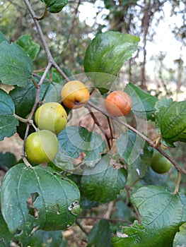 Ripe fruit on the tree ( ber) jujube
