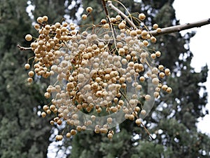 The ripe fruit of the tree Melia azedarach on a branch without leaves