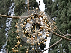 The ripe fruit of the tree Melia azedarach on a branch without leaves