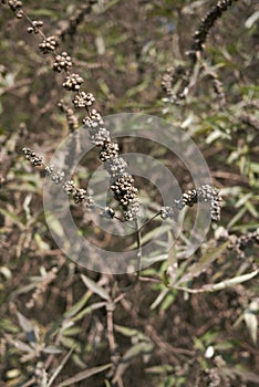 Vitex agnus-castus shrub with fruit