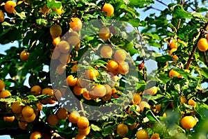 Ripe fruit of wild yellow cherry plum on a branch, Prunus cerasifera. Beautiful natural background
