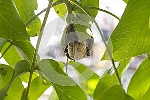 Ripe fruits arise from nutshell on tree