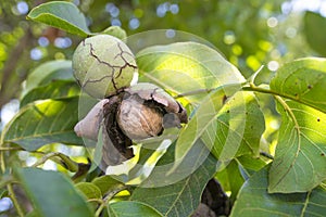 Ripe fruits arise from nutshell on tree