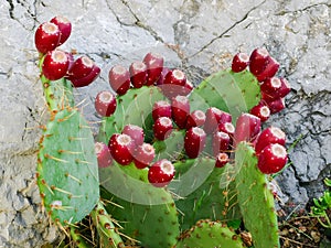 Ripe fruits of coastal prickly pear on stems