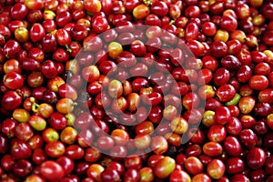 Ripe fruits of the coffe tree. Coffee plantations in Quindio - Buenavista, Colombia