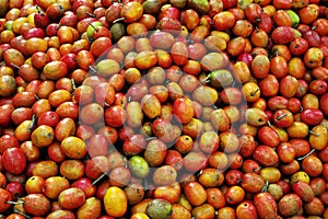 Ripe fruits of the coffe tree. Coffee plantations in Quindio - Buenavista, Colombia