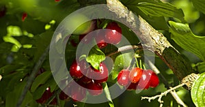 Ripe fruits of Cornelian cherries Cornus mas as a background photo