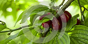 Ripe fruits of Cornelian cherries Cornus mas as a background