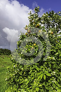 Ripe fruits and flowers on a blossoming orange tree against the background of an agricultural field and a stormy sky