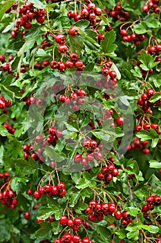 Ripe fruits of a hawthorn