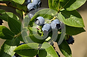 Ripe fruits of highbush blueberry