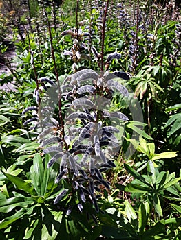 Ripe fruits of Lupinus Polyphyllus.