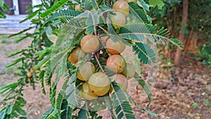 Ripe fruits of Phyllanthus emblica also known as emblic, emblic myrobalan, myrobalan, Indian gooseberry, Malacca, or amla on