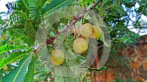 Ripe fruits of Phyllanthus emblica also known as emblic, emblic myrobalan, myrobalan, Indian gooseberry, Malacca on branch of