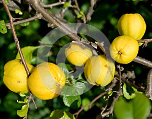 Ripe fruits of a quince Japanese (Chaenomeles japonica (Thunb.), , close up photo
