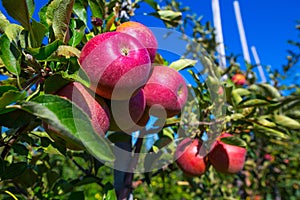 Ripe fruits of red apples on the branches of young apple trees.