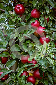 Ripe fruits of red apples on the branches of young apple trees. photo