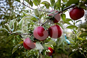 Ripe fruits of red apples on the branches of young apple trees. photo