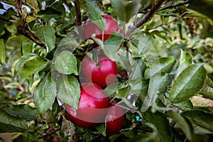 Ripe fruits of red apples on the branches of young apple trees. photo