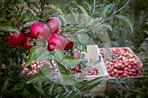 Ripe fruits of red apples on the branches of young apple trees. Fall harvest day in farmer\'s orchards photo