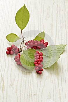 Ripe fruits of red schizandra with green leaves