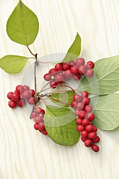 Ripe fruits of red schizandra with green leaves