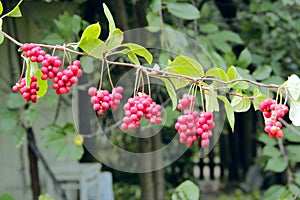 Ripe fruits of red schizandra with green leaves