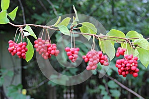 Ripe fruits of red schizandra with green leaves hang in row