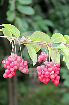 Ripe fruits of red schizandra with green leaves hang in row