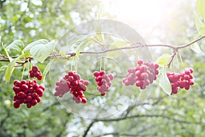 Ripe fruits of red schizandra with green leaves hang in sunny rays in garden