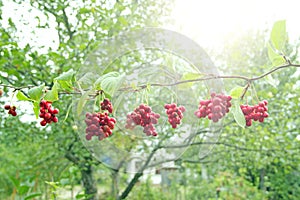 Ripe fruits of red schizandra with green leaves hang in sunny rays in garden