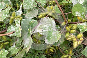 Ripe fruits of Rough cocklebur (Xanthium strumarium, clotbur, common cocklebur) plants in autumn photo