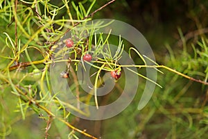 Ripe fruits of Shatavari on branch.