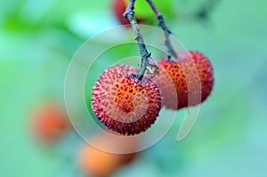 Ripe fruits of the strawberry tree (Arbutus unedo) with selective focus
